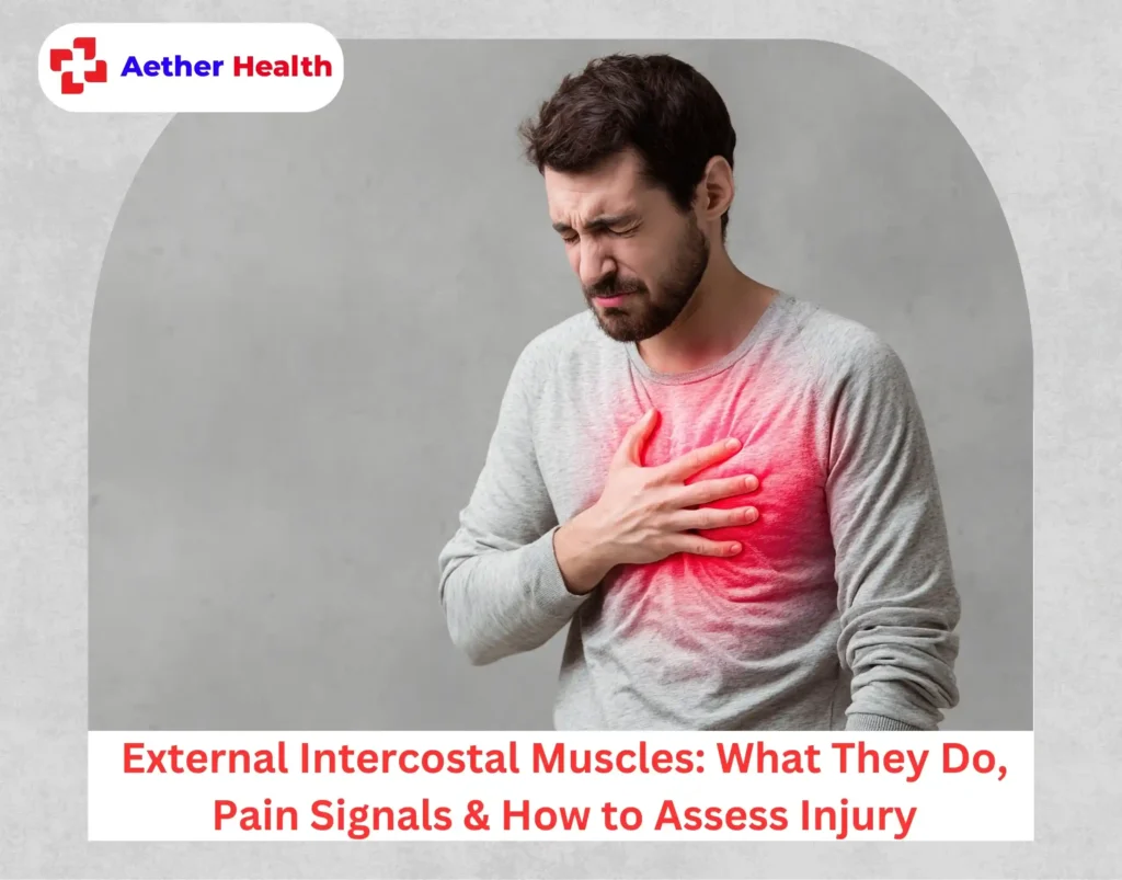 External Intercostal Muscles What They Do, Pain Signals & How to Assess Injury