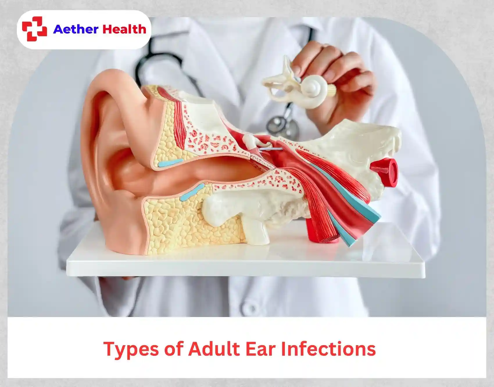 adult ear infection diagram inner middle outer